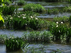 Hymenocallis coronaria