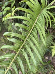 Sphaerostephanos taiwanensis