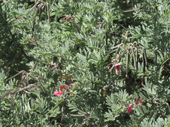 Indigofera tristoides