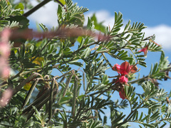Indigofera tristoides