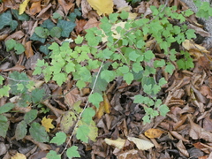 Ribes alpinum