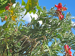 Indigofera tristoides