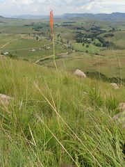 Kniphofia angustifolia