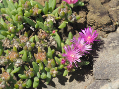 Delosperma obtusum