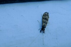 Mystacides longicornis