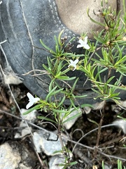 Stenaria nigricans