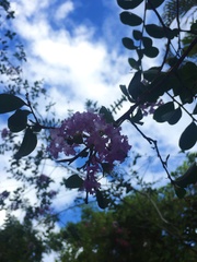 Lantana montevidensis