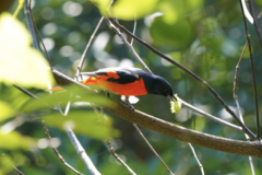 Pericrocotus speciosus