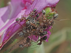 Anoplolepis custodiens