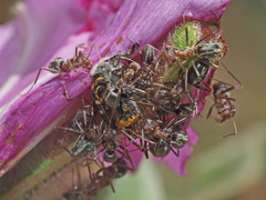 Anoplolepis custodiens