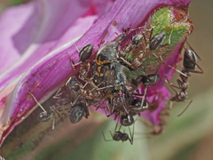 Anoplolepis custodiens