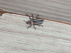 Eudiagogus episcopalis