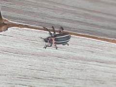Eudiagogus episcopalis