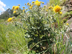 Berkheya erysithales