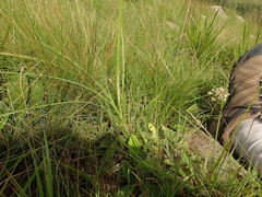 Kniphofia angustifolia