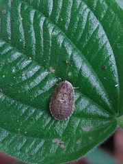 Sciocoris