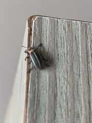 Eudiagogus episcopalis