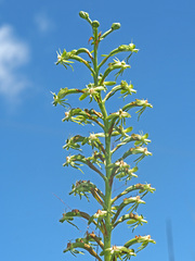 Habenaria humilior