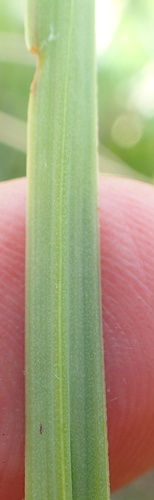 Image of Kniphofia angustifolia by no rights reserved