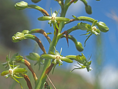 Habenaria humilior