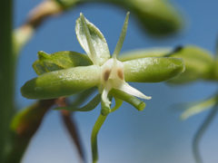 Habenaria humilior