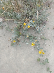 Senecio crassiflorus