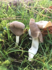 Helvella elastica