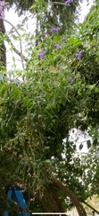 Plectranthus saccatus