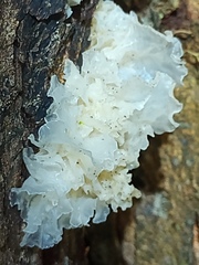 Tremella fuciformis