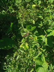 Heliconius charithonia