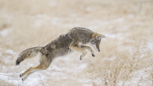 Coyote photographed in Oregon