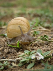 Megalobulimus lorentzianus