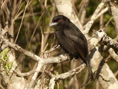 Knipolegus cyanirostris