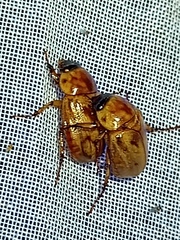 Cyclocephala lunulata