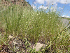 Spermacoce natalensis