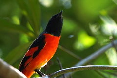 Pericrocotus speciosus