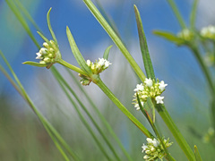 Spermacoce natalensis