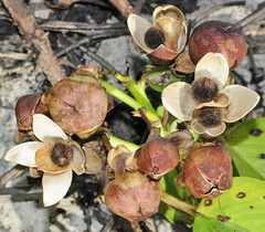 Ipomoea pes-caprae