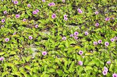 Ipomoea pes-caprae