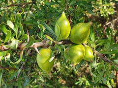 Argania spinosa