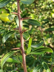 Argania spinosa