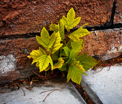 Ficus carica