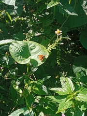 Heliconius charithonia