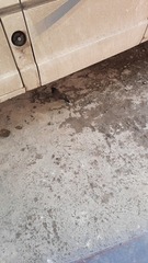 Acridotheres tristis