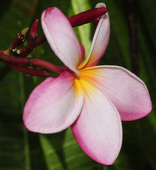 Plumeria rubra
