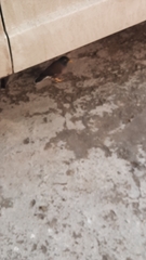 Acridotheres tristis