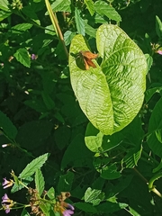 Heliconius charithonia