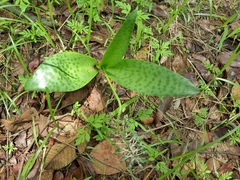 Ledebouria