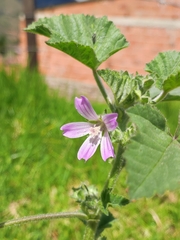 Malvaceae