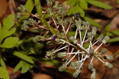 Ledebouria